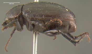 Media type: image;   Entomology 24797 Aspect: habitus lateral view